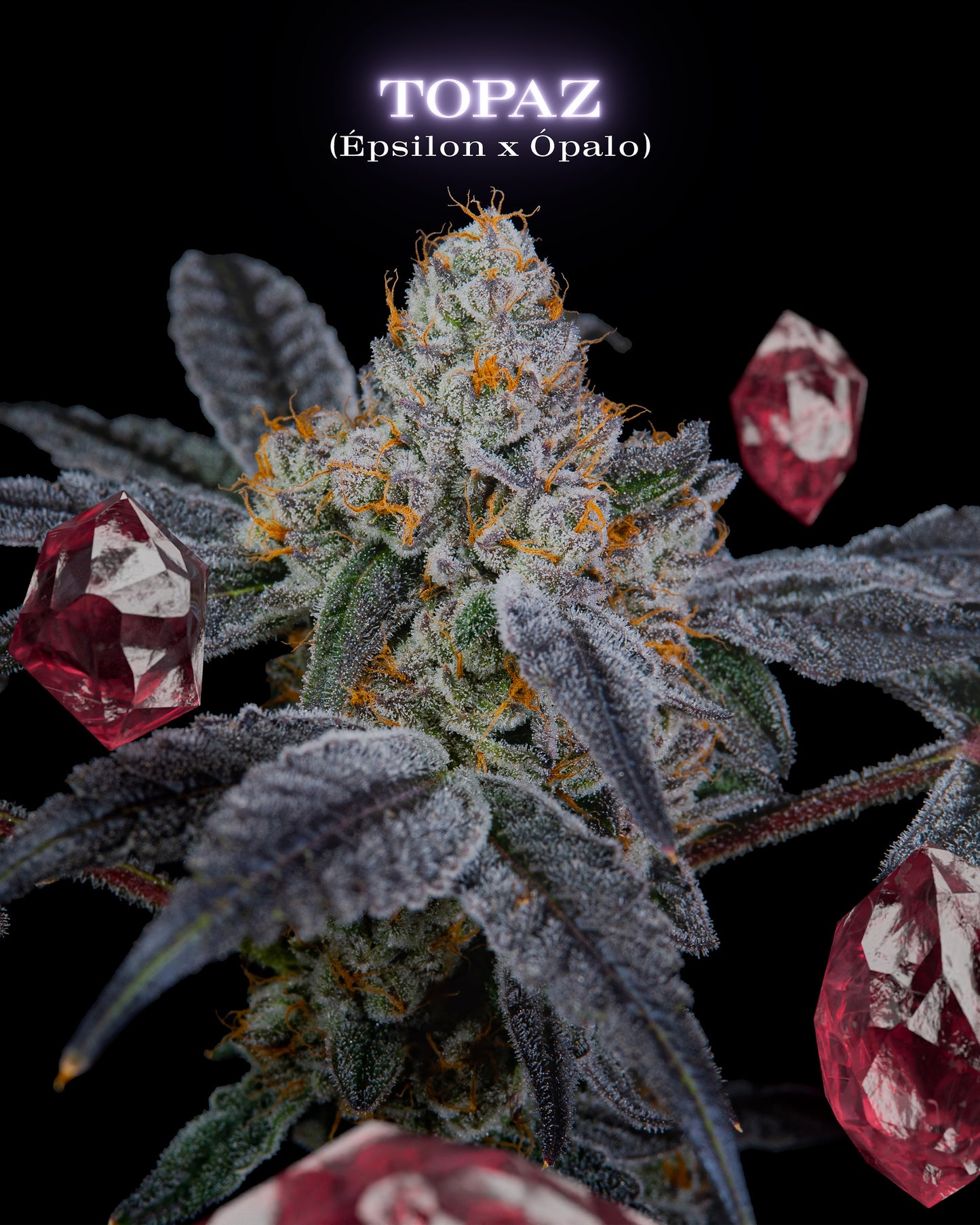 Topaz - Secret Files Seeds