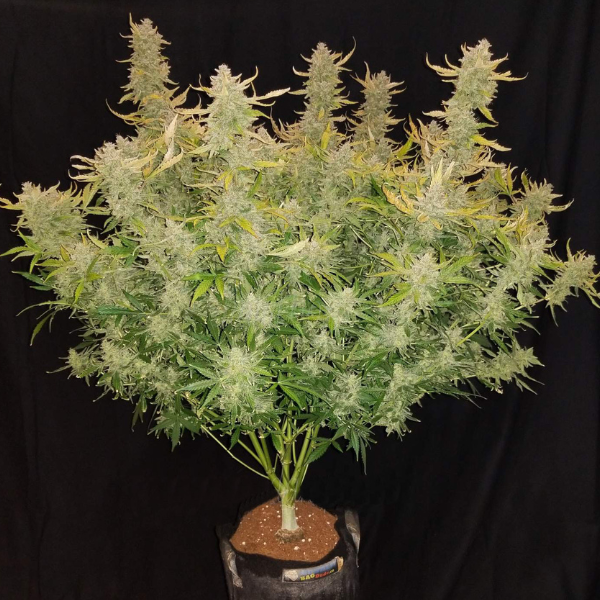 Rhino Ryder x3 - Fast Buds