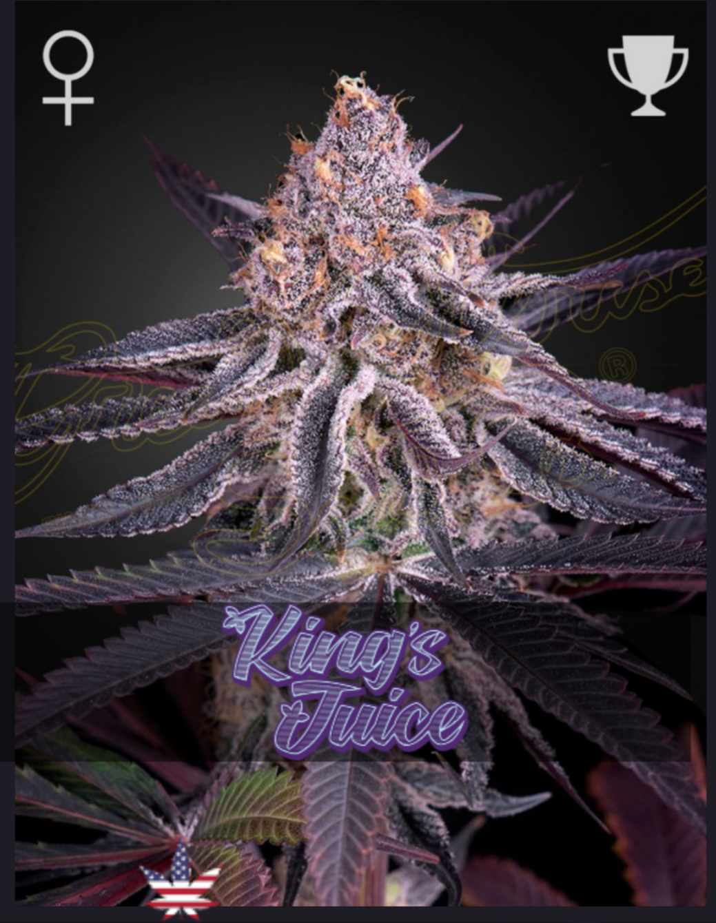 Kings Juice FEM - Green House Seeds