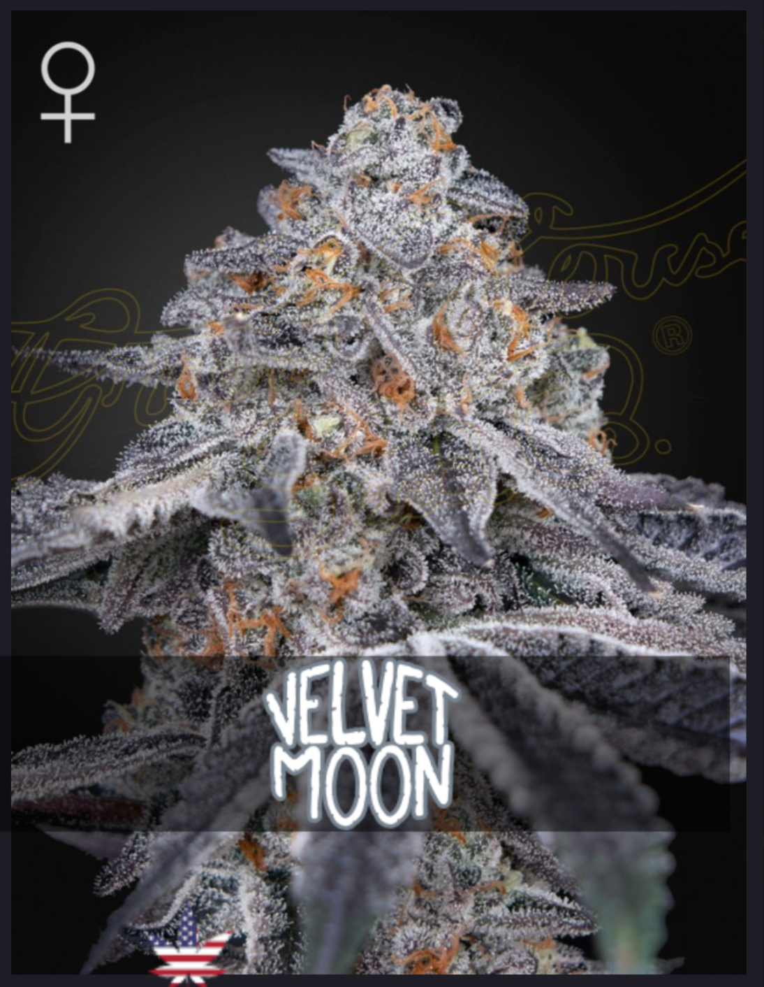 Velvet Moon FEM - Green House Seeds