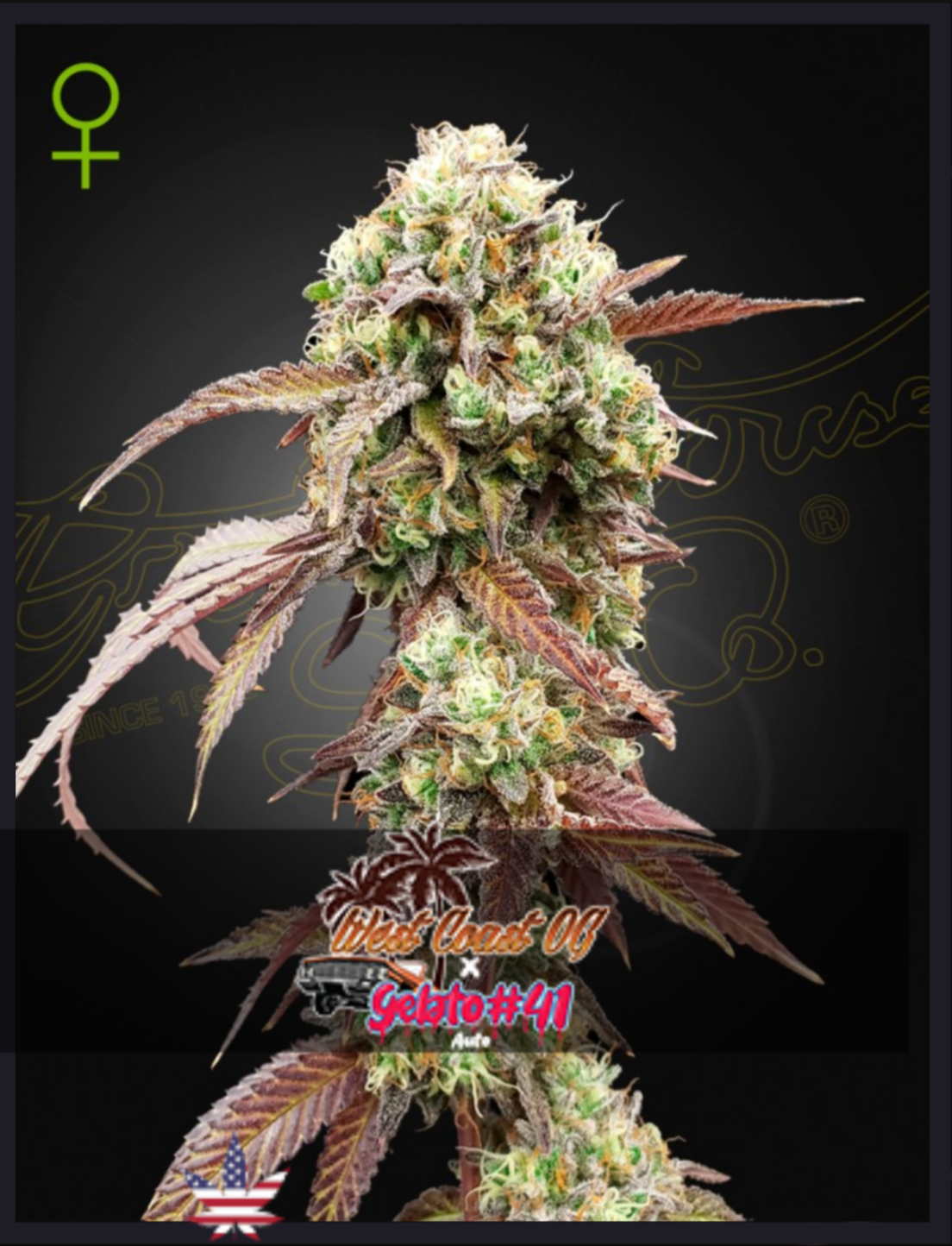 West Coast OG x Gelato 41 AUTO - Green House Seeds