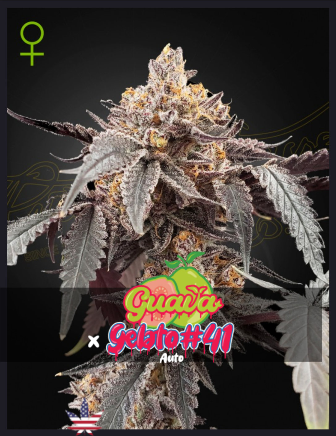 Guava x Gelato #41 AUTO - Green House Seeds