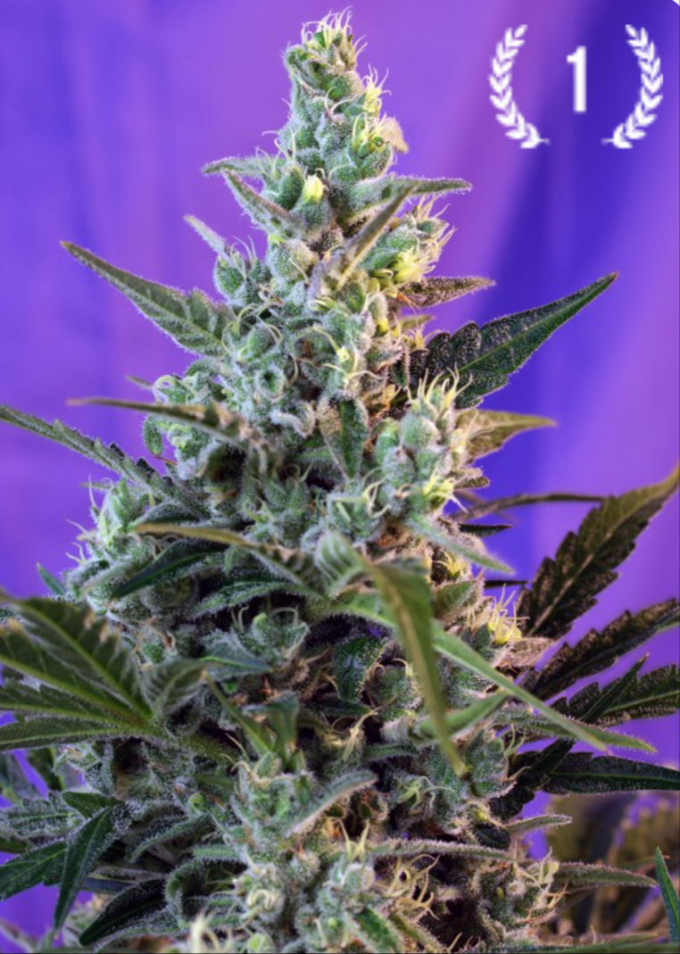 Sweet Skunk® AUTO - Sweet Seeds