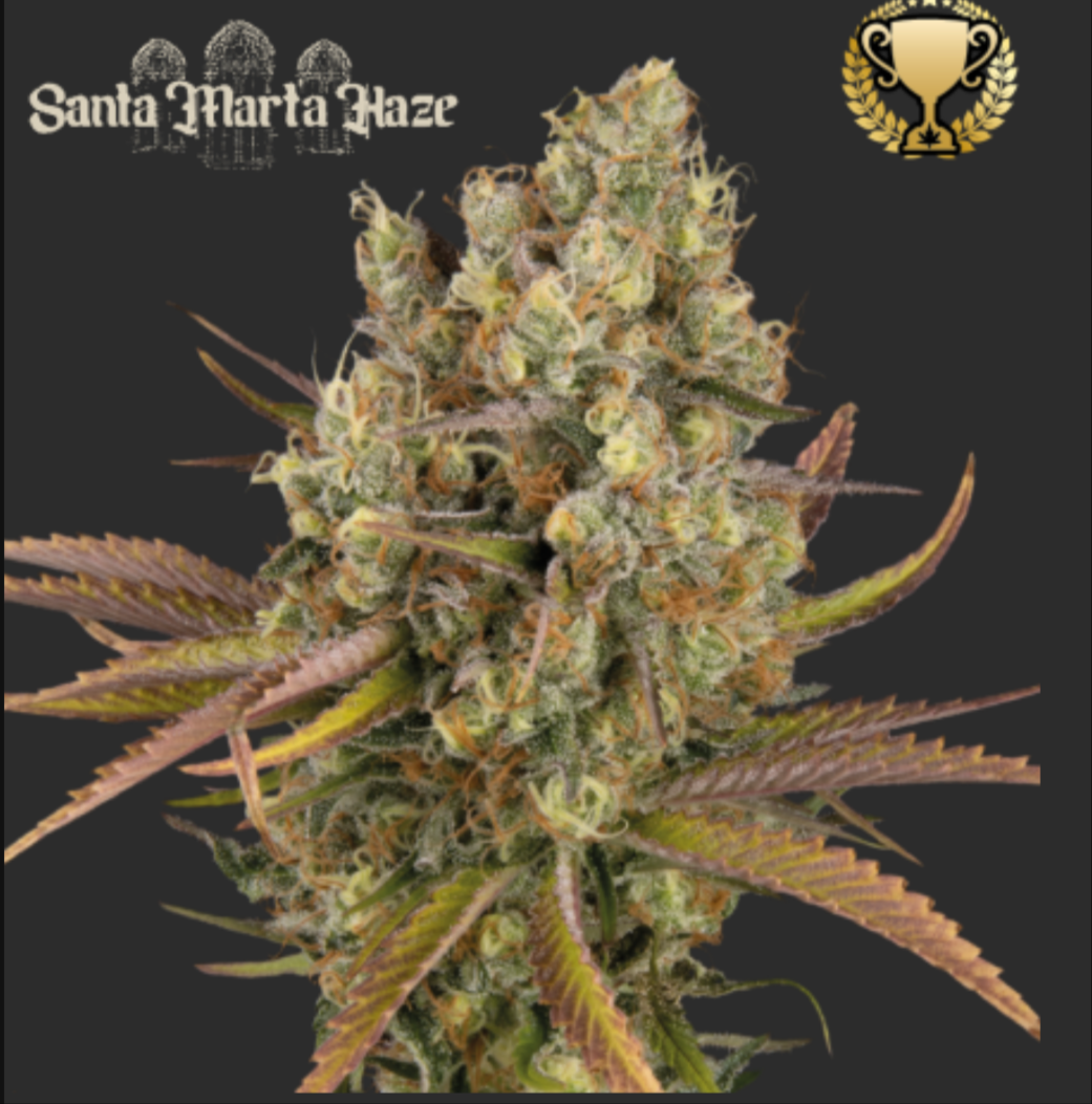Santa Marta Haze AUTO - Seedstockers
