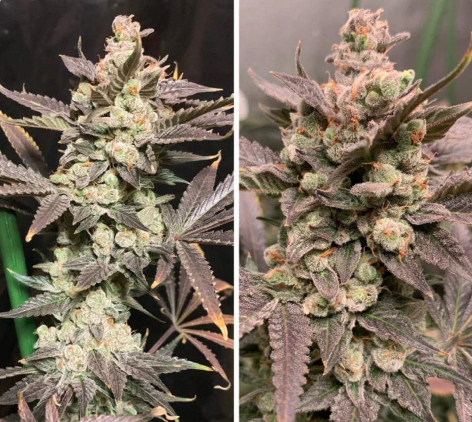 Skywalker Haze AUTO - Dutch Passion