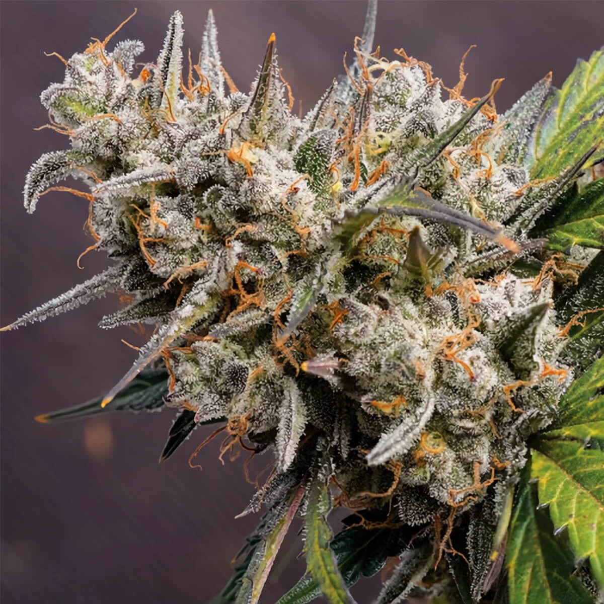 Melonade Runtz AUTO x3 - Dutch Passion