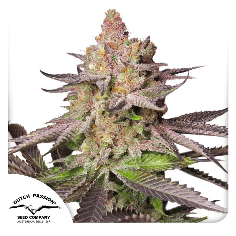 Melonade Runtz FEM x3 - Dutch Passion