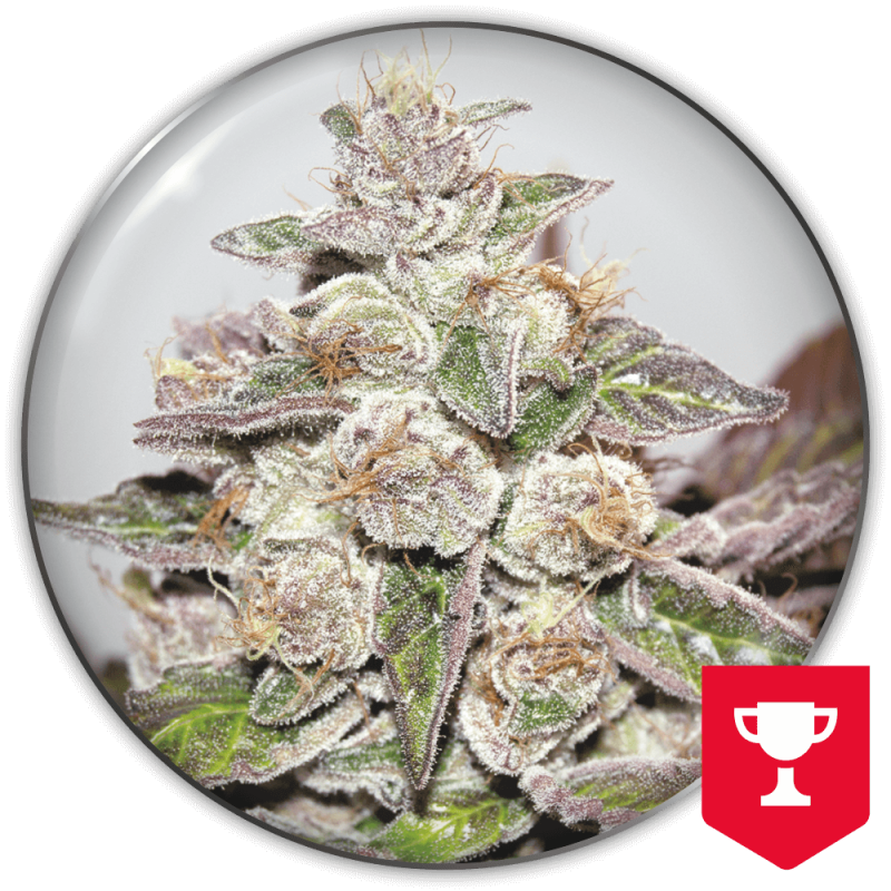 Mendocino Purple Kush (Pack 3+2 Gratis)- Medical Seeds
