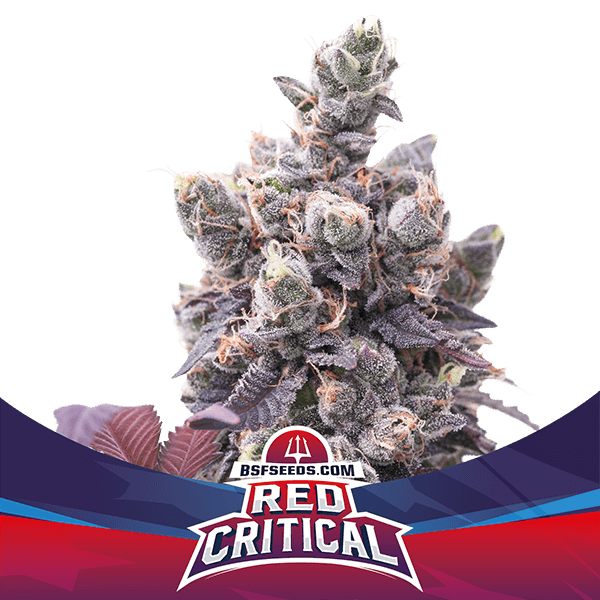 Red Critical Auto - BSF