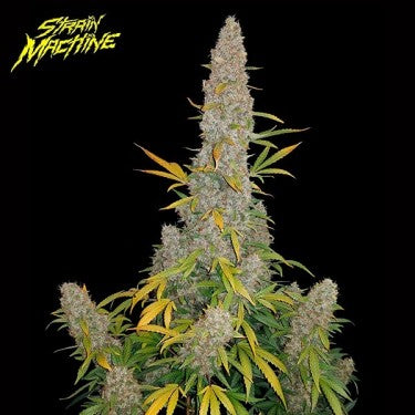 Tangie XL AUTO - Strain Machine