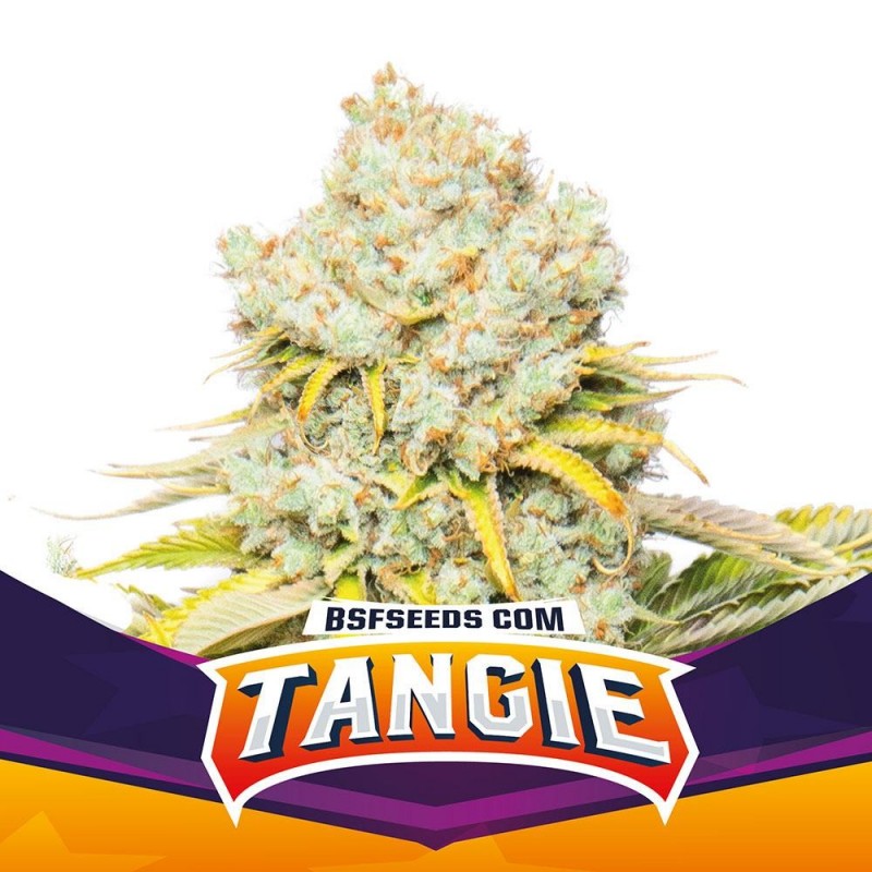 Tangie FEM - BSF