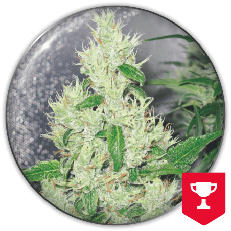 Y griega FEM - Medical Seeds