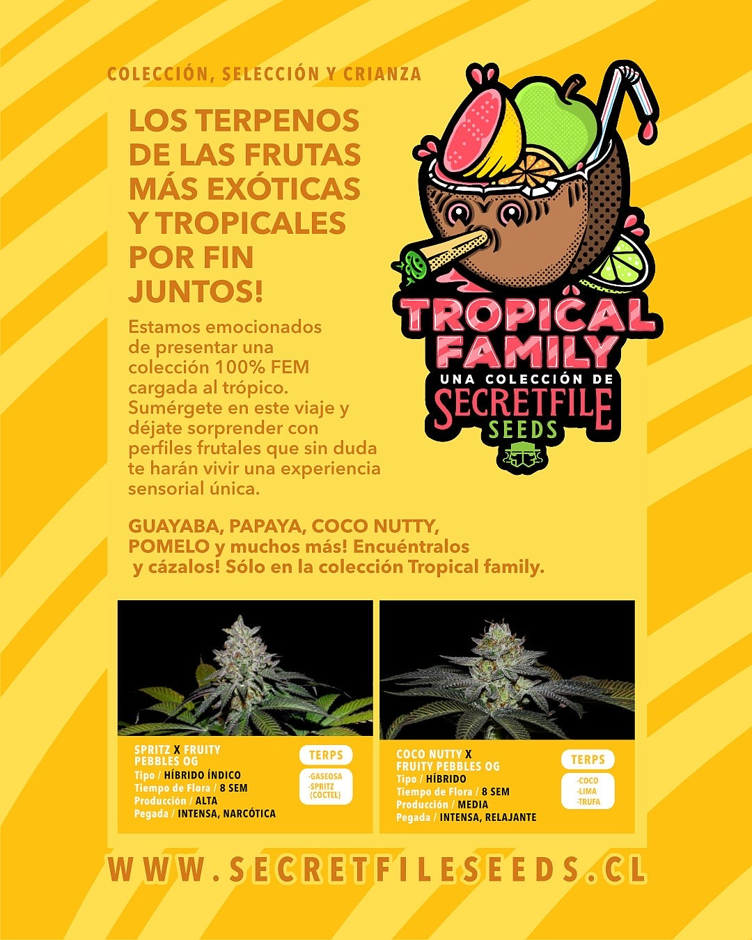 Secret Files Seeds - Coco Nutty x FPO (Pack 3+1 Gratis)