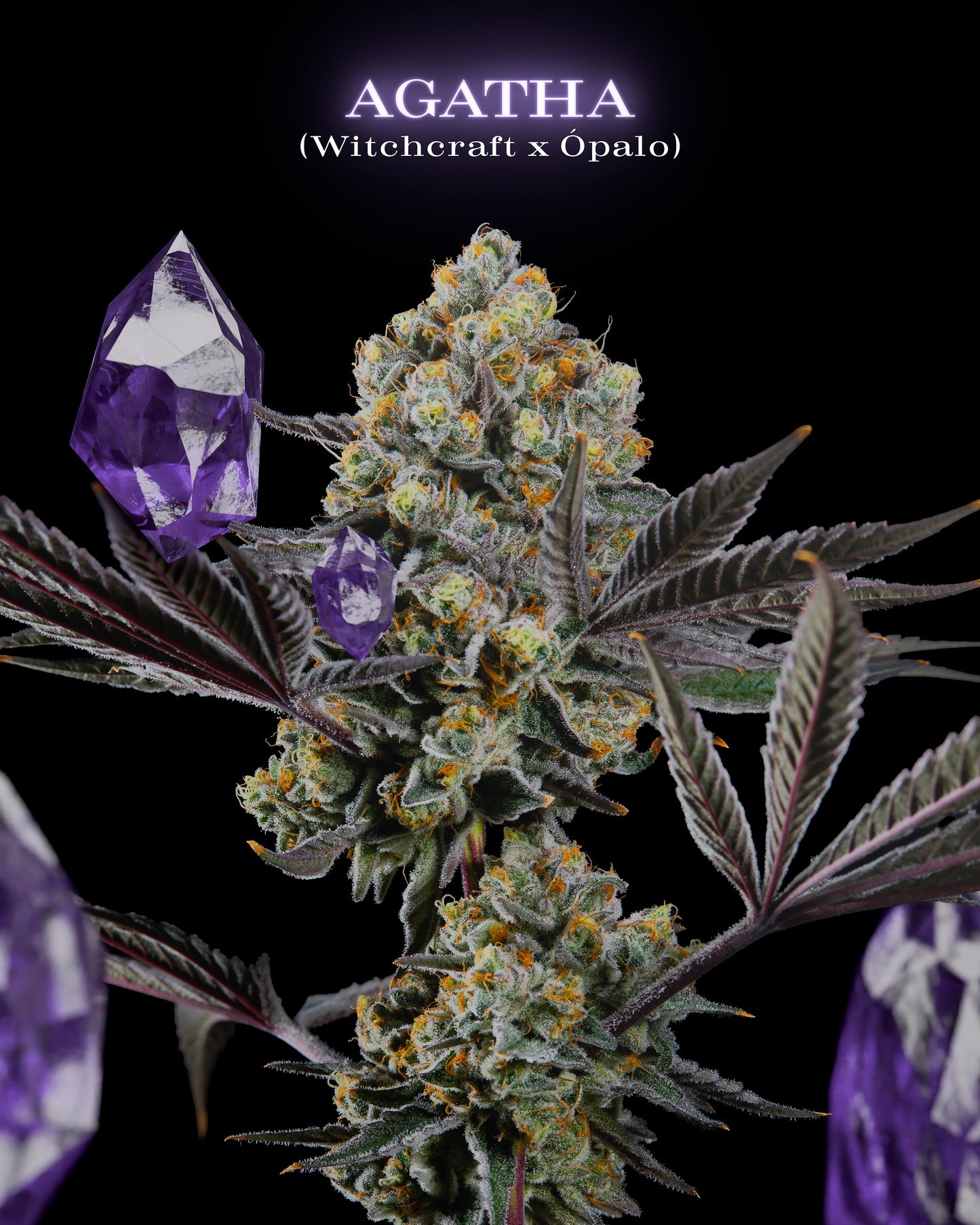 Agatha - Secret Files Seeds