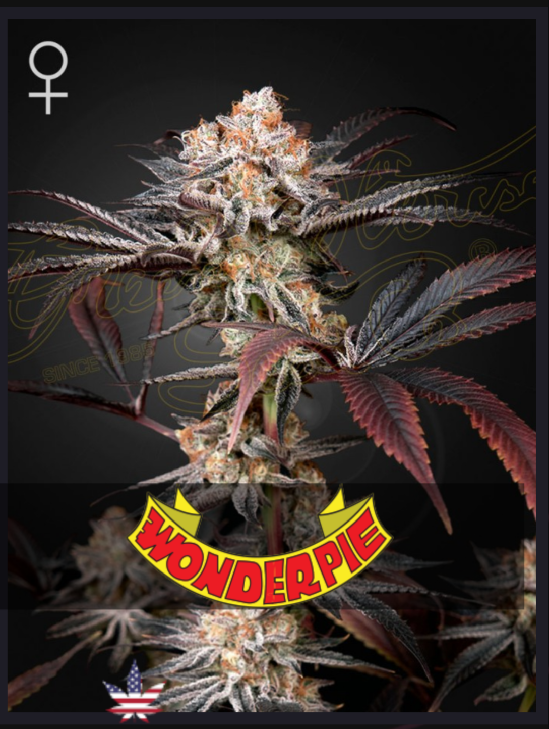 Wonder Pie FEM - Green House Seeds