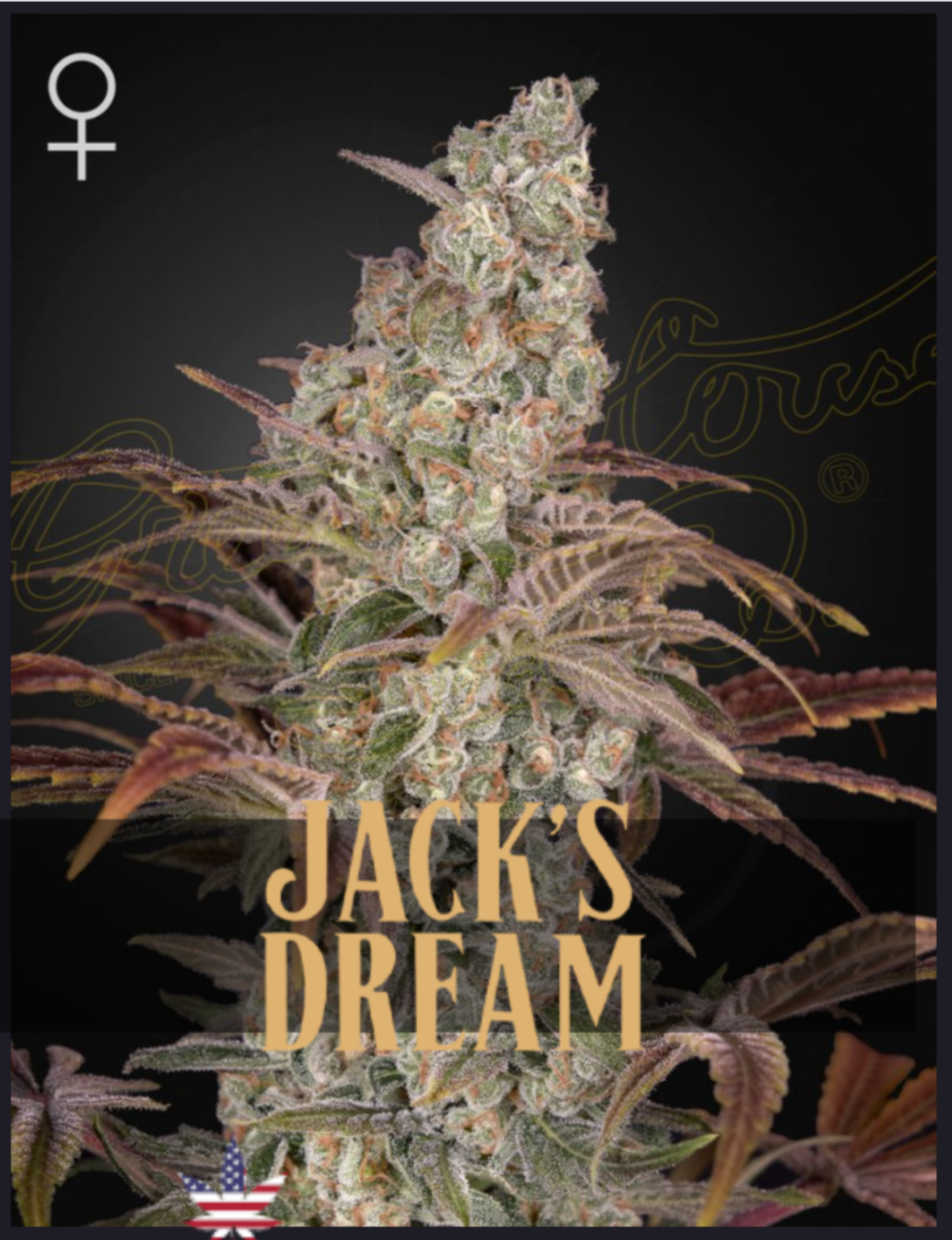 Jack's Dream FEM - Green House Seeds