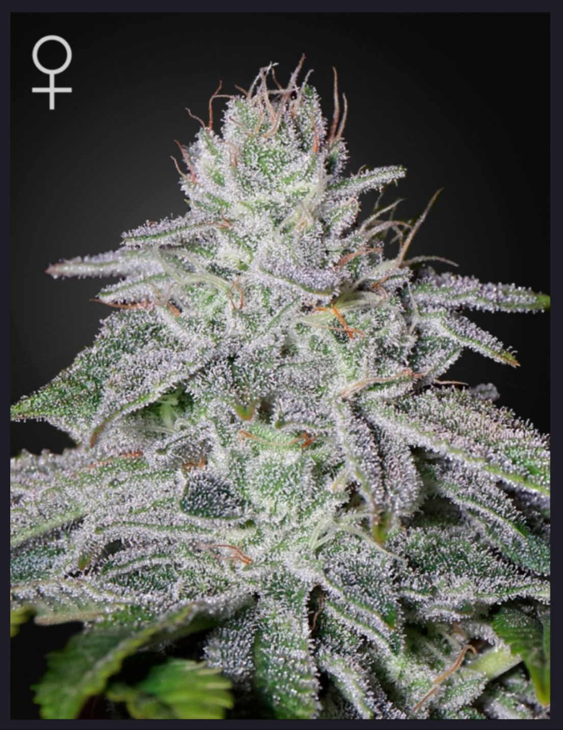 Franco's Lemon Cheese FEM - Green House Seeds