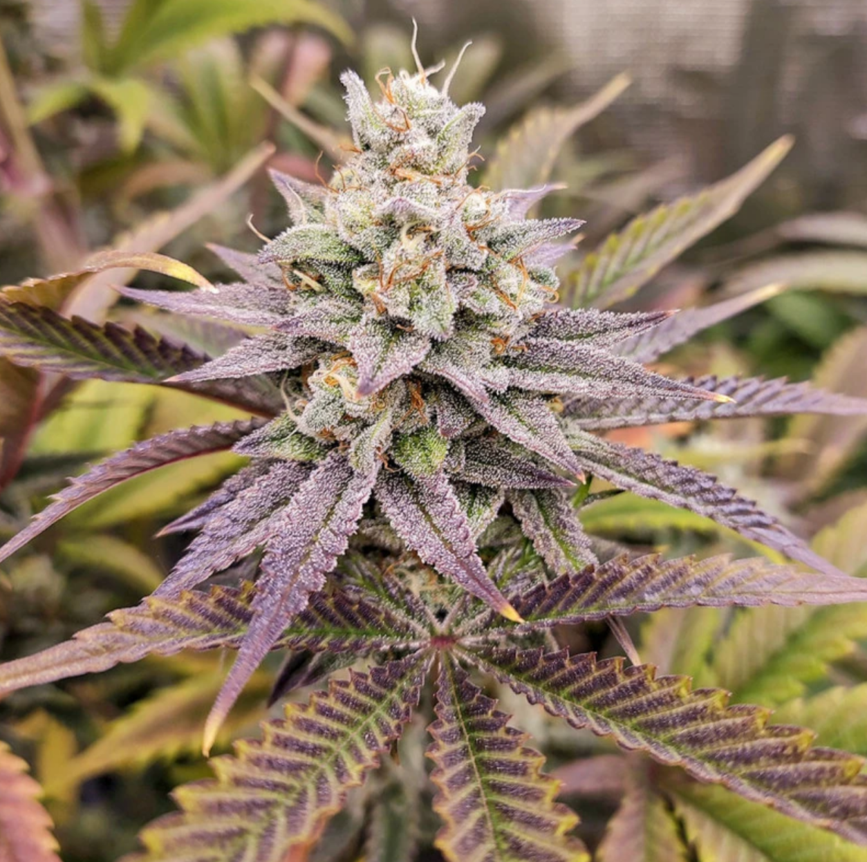 Sugar Bomb Punch FEM - Dutch Passion