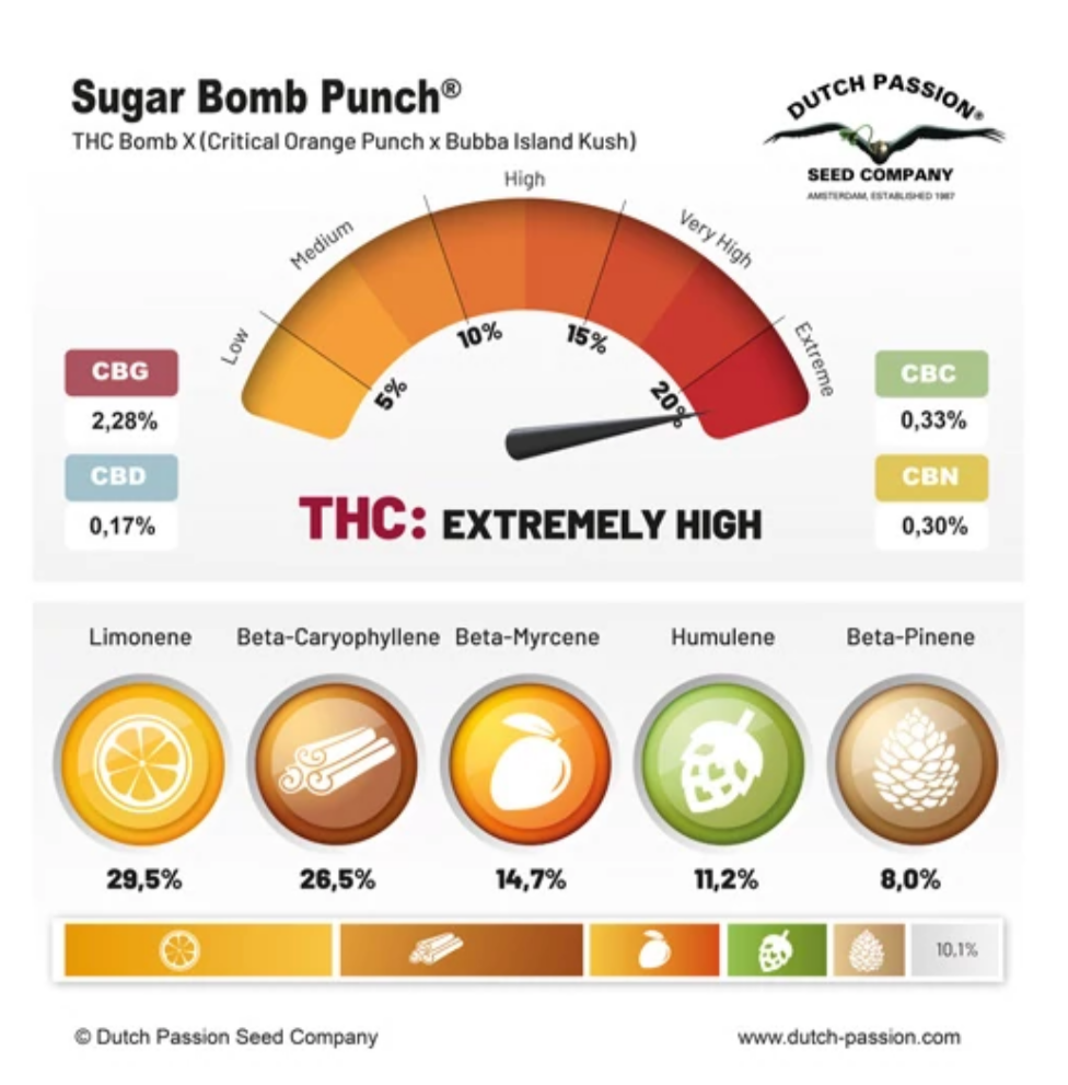 Sugar Bomb Punch FEM - Dutch Passion