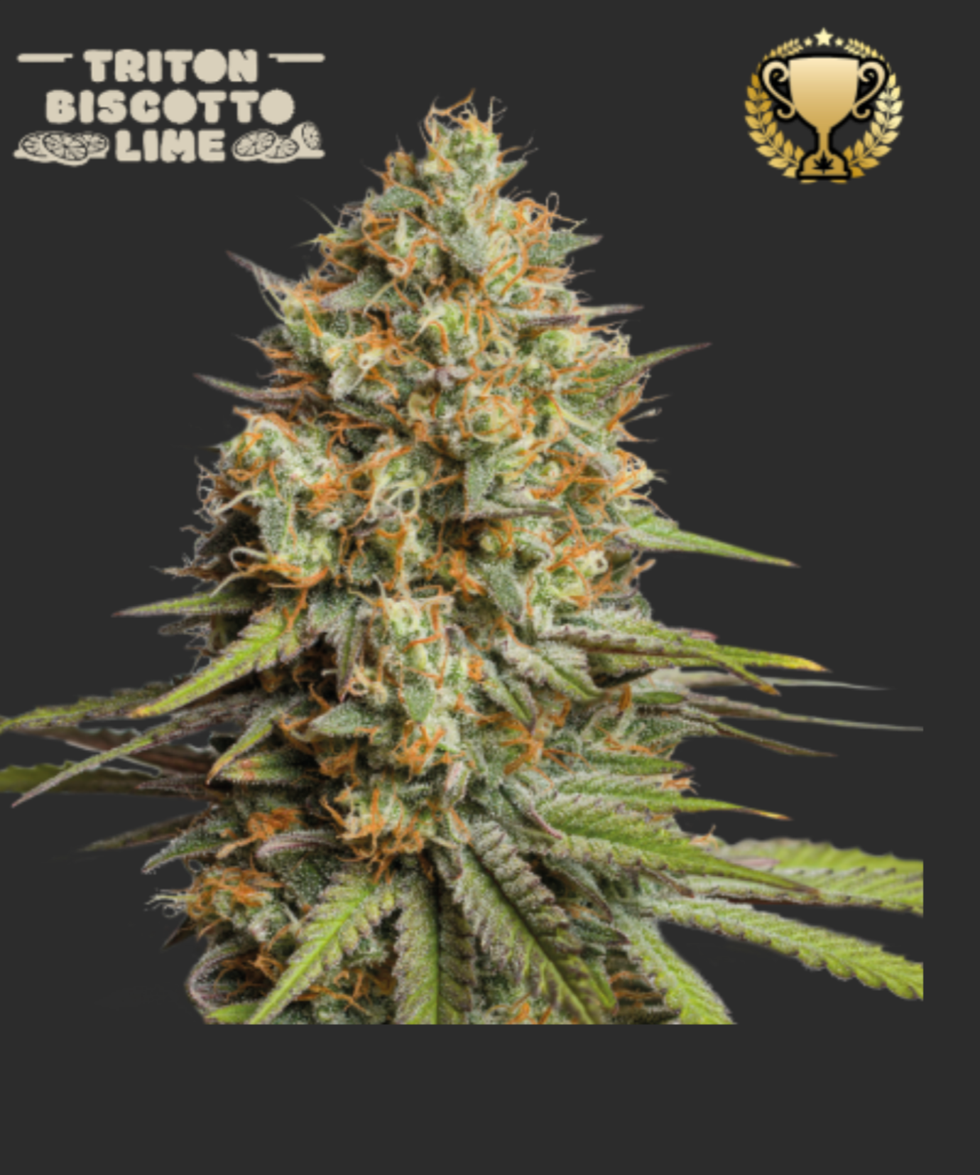 Triton Biscotto Lime© AUTO - Seedstockers