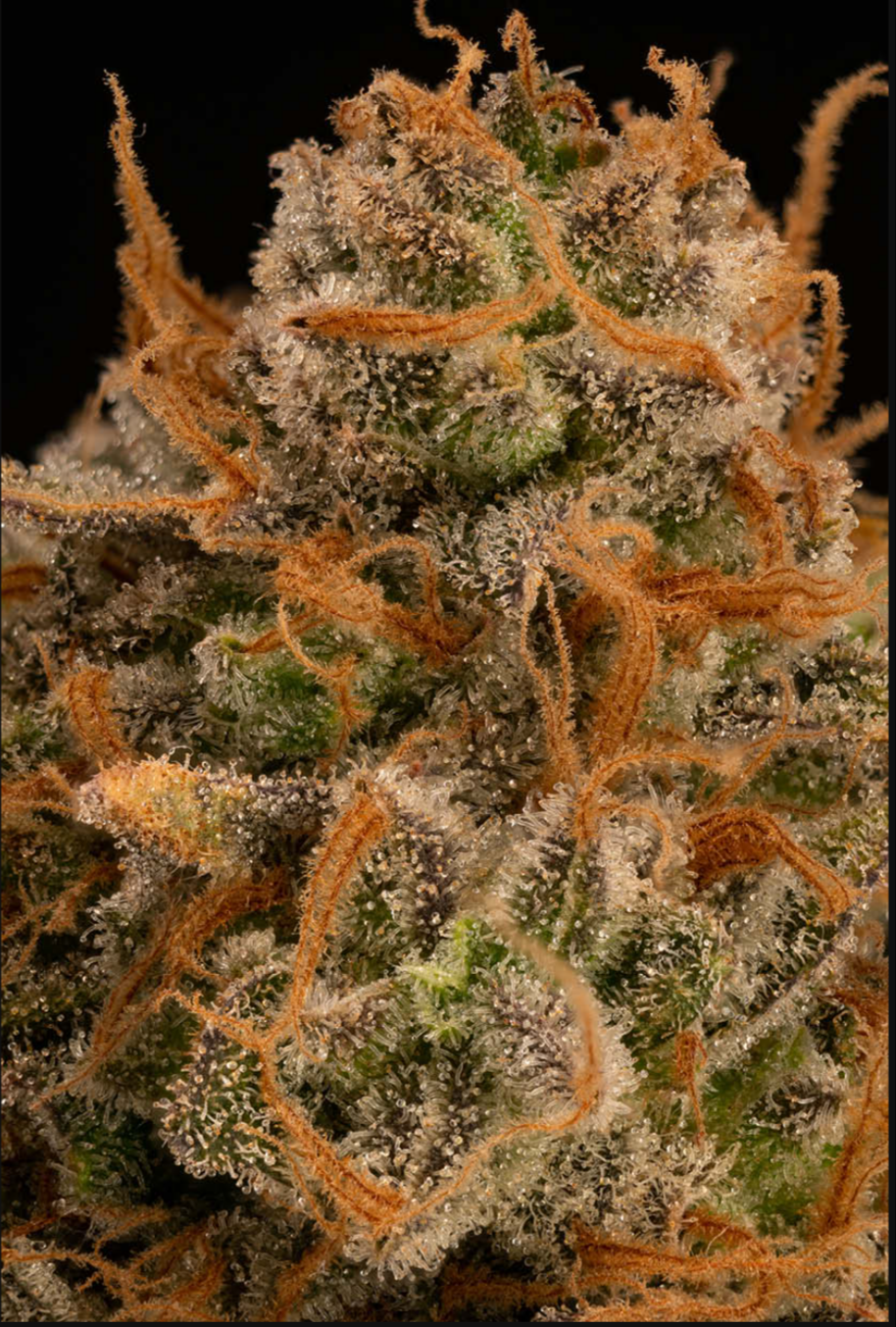 Triton Biscotto Lime© AUTO - Seedstockers