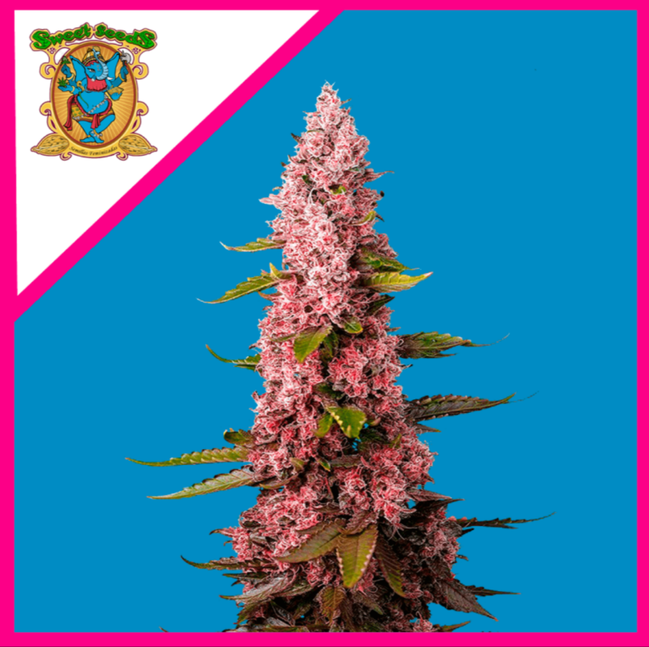 Red Hot Cookies ® FEM - Sweet Seeds