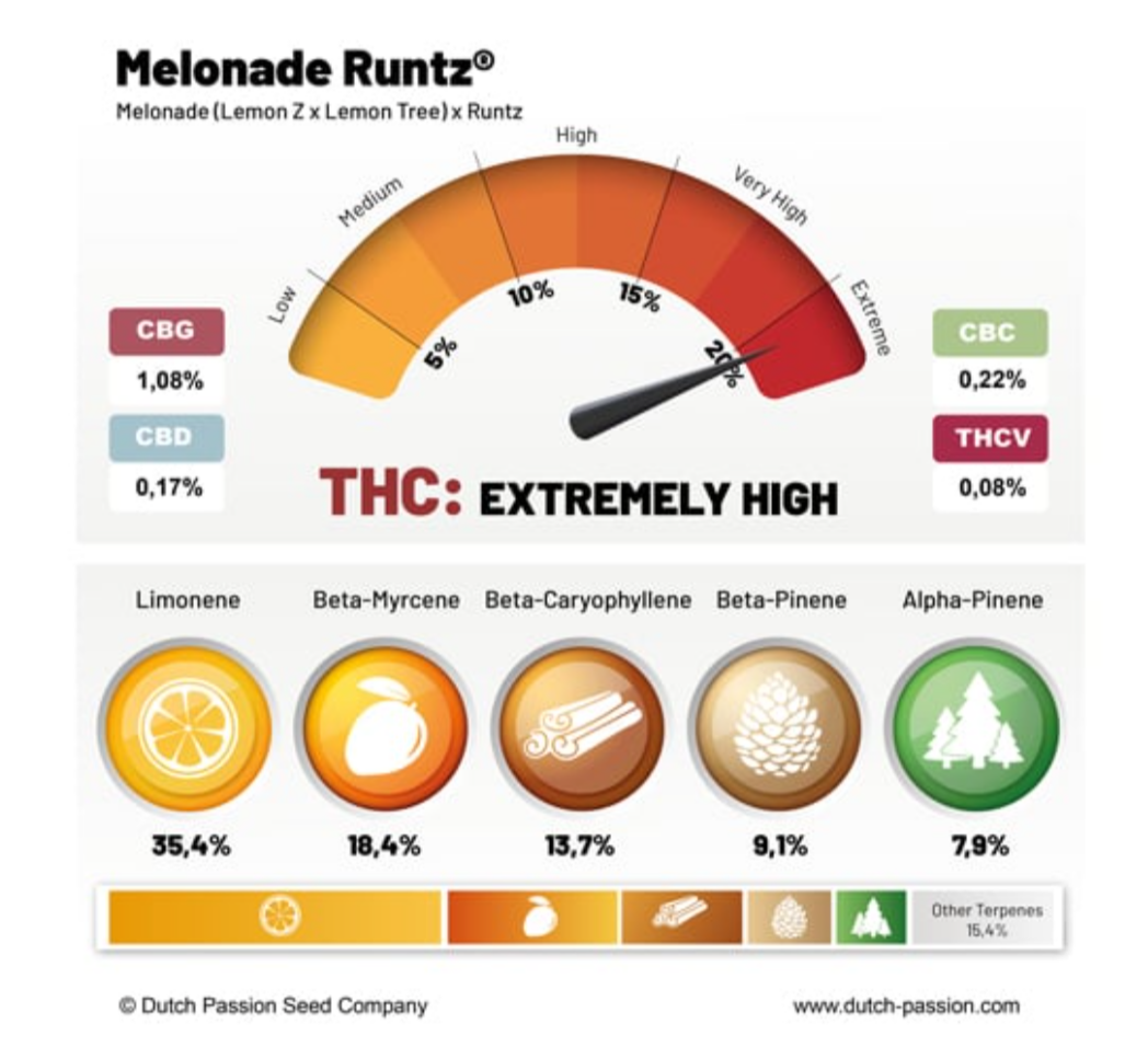 Melonade Runtz FEM x3 - Dutch Passion