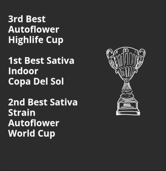 Santa Marta Haze AUTO - Seedstockers