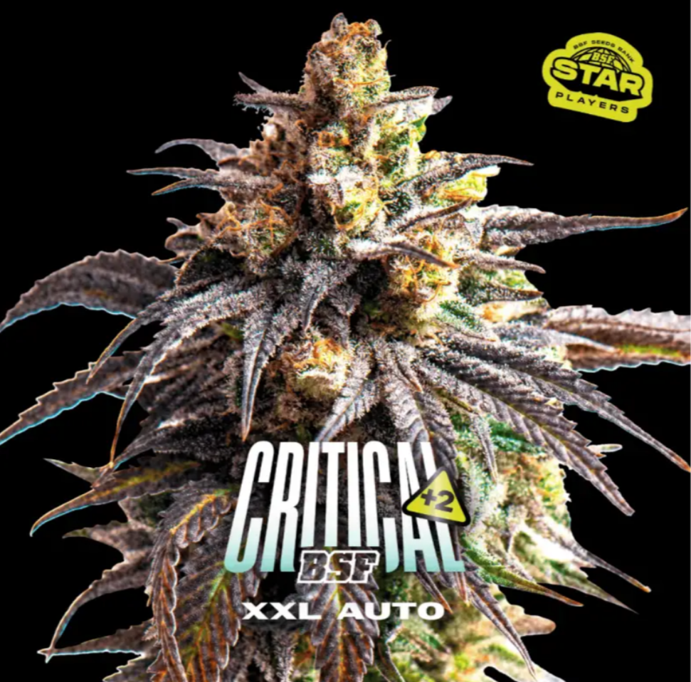 Critical +2 AUTO - BSF