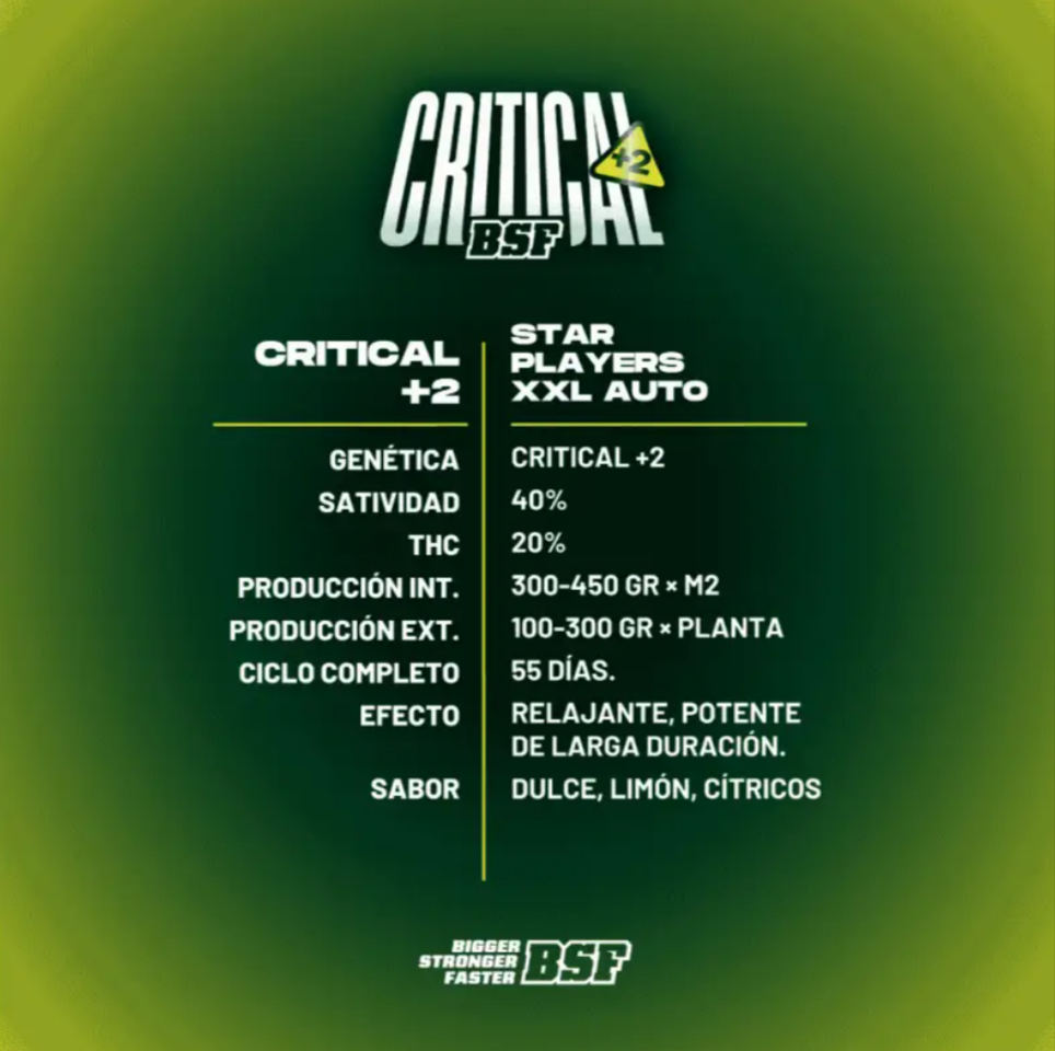 Critical +2 AUTO - BSF