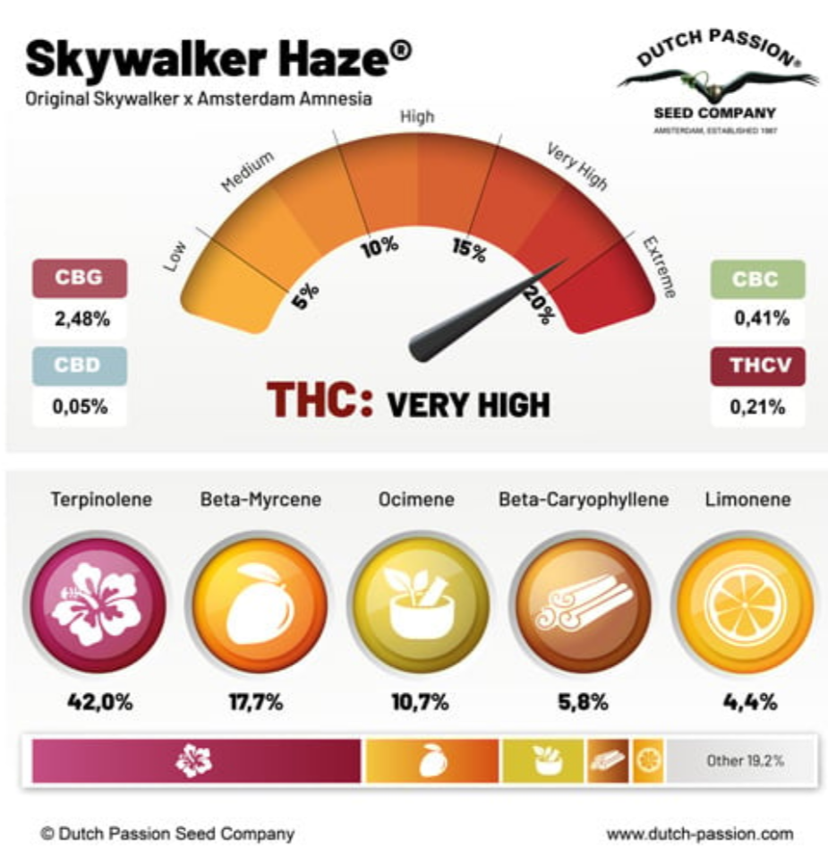 Skywalker Haze AUTO - Dutch Passion