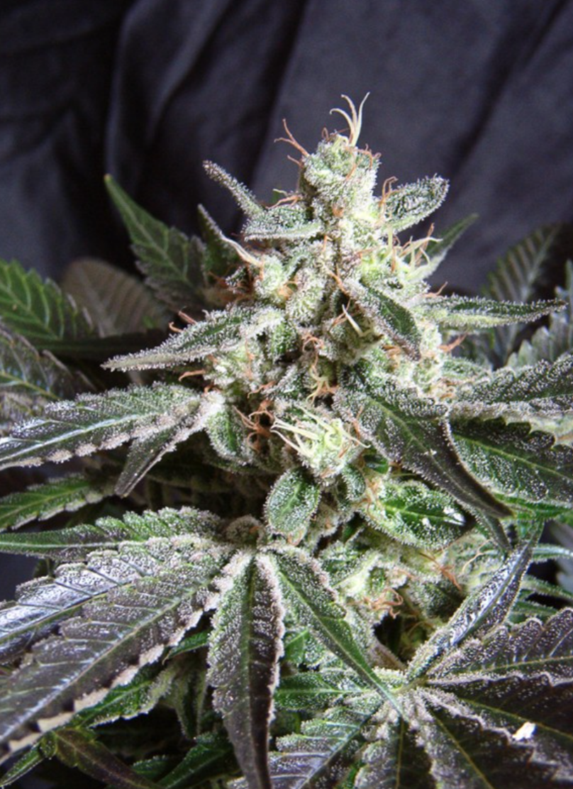 Black Jack® FEM - Sweet Seeds