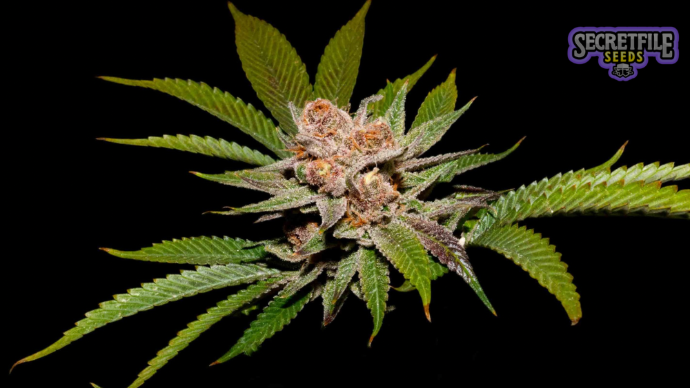 Secret Files Seeds - Strawpicanna x FPO (Pack 3+1 Gratis)