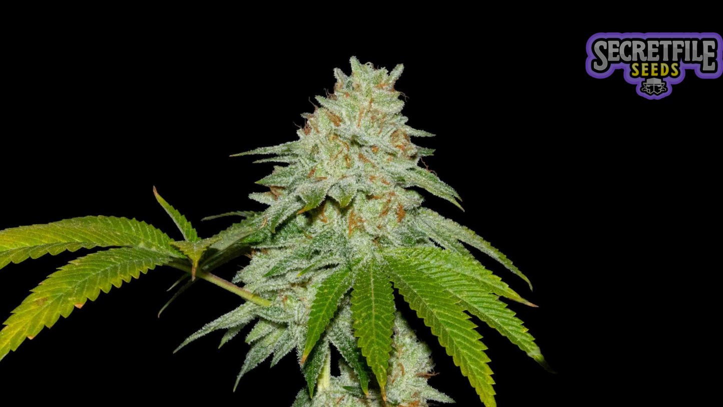 Secret Files Seeds - Runtz x FPO (Pack 3+1 Gratis)