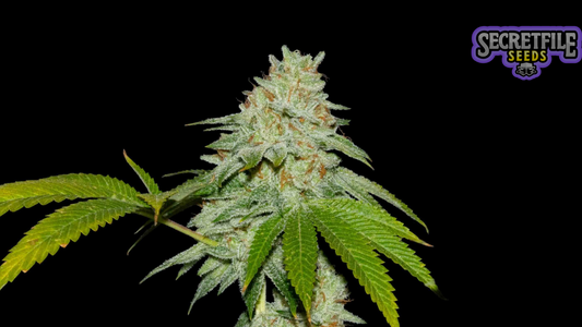 Secret Files Seeds - Runtz x FPO (Pack 3+1 Gratis)