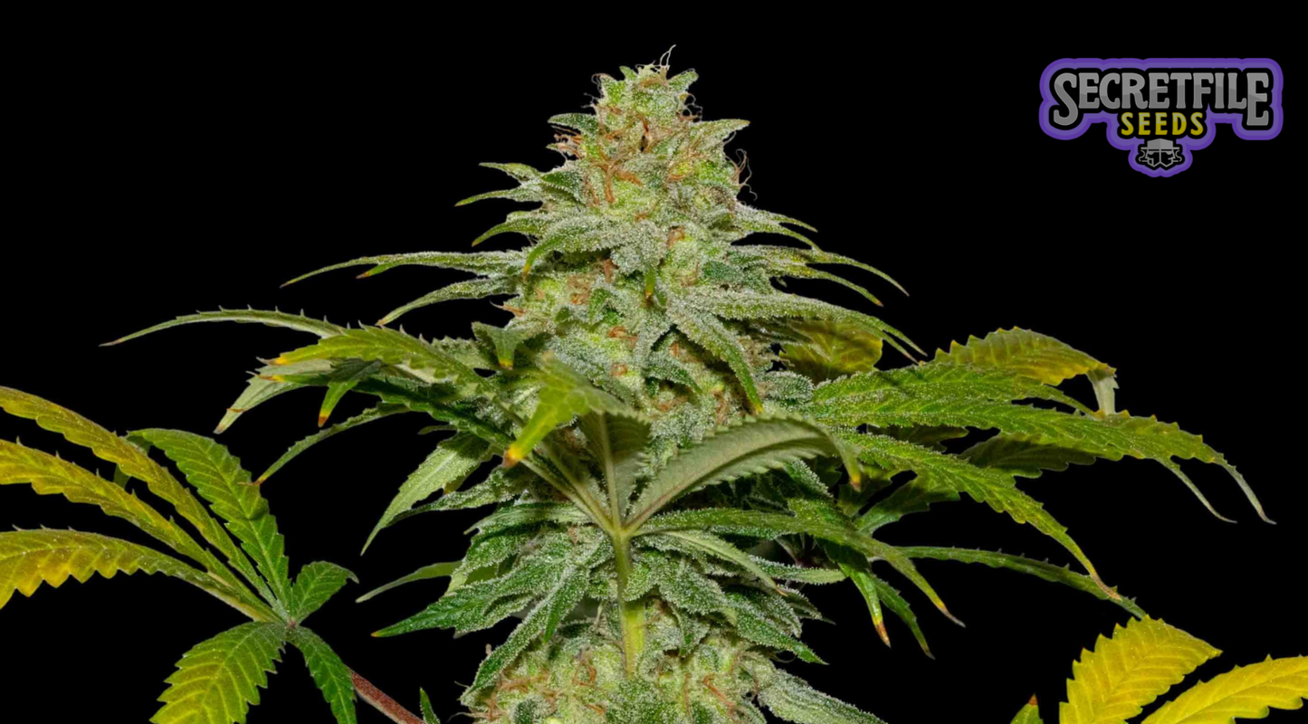 Secret Files Seeds - Papaya x FPO (Pack 3+1 Gratis)