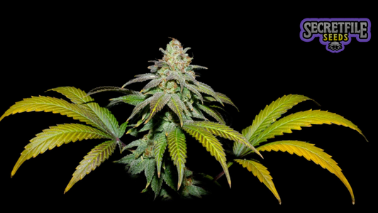 Secret Files Seeds - Guava x FPO (Pack 3+1 Gratis)