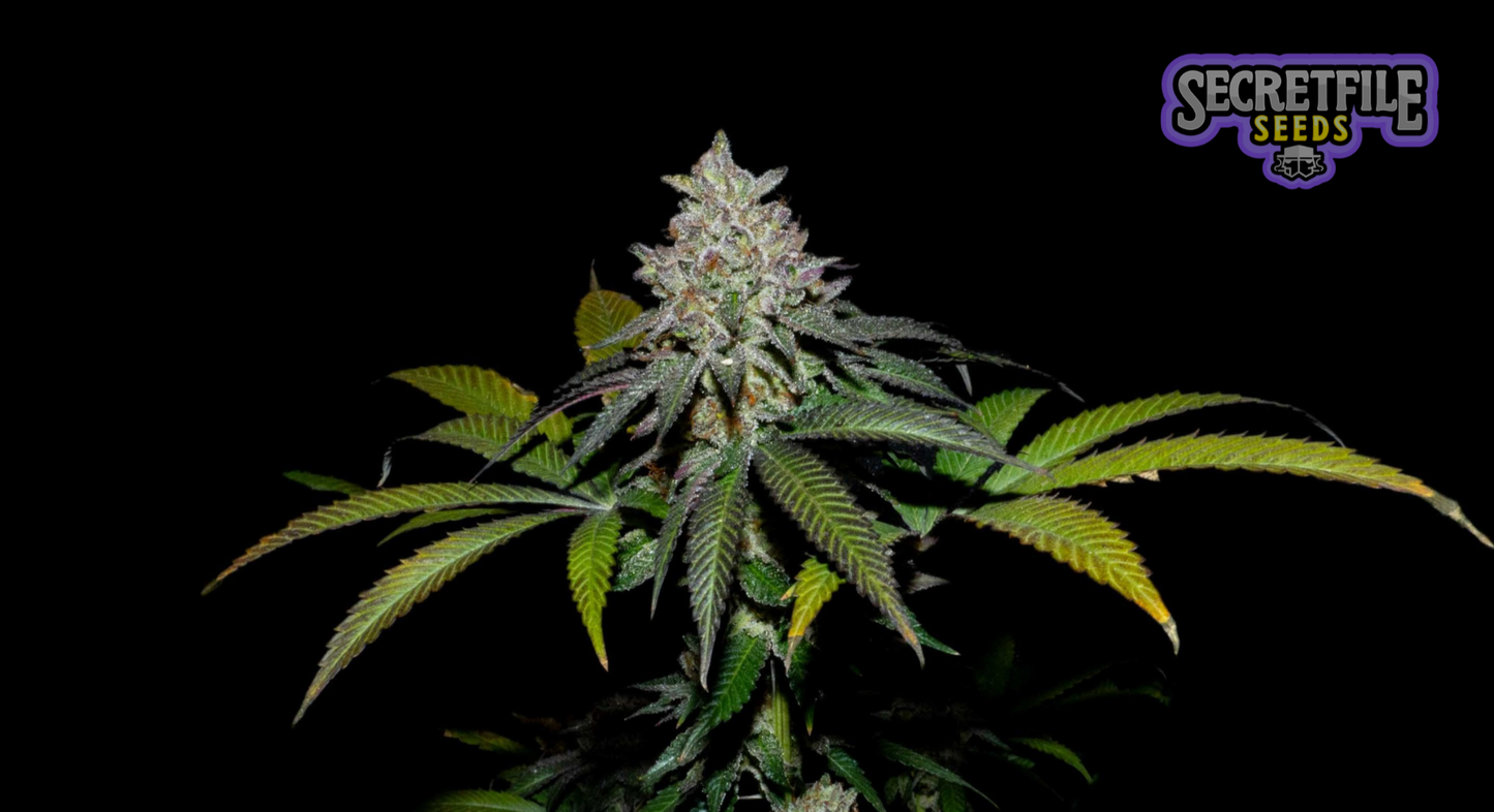 Secret Files Seeds - Spritz x FPO (Pack 3+1 Gratis)