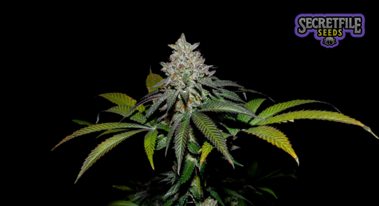 Secret Files Seeds - Spritz x FPO (Pack 3+1 Gratis)