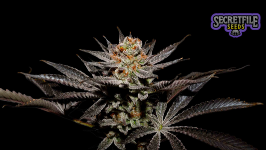 Secret Files Seeds - Fuji Juice x FPO (Pack 3+1 Gratis)