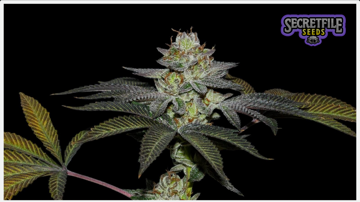 Secret Files Seeds - Coco Nutty x FPO (Pack 3+1 Gratis)