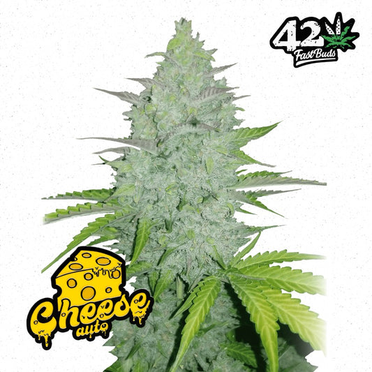 Original Cheese AUTO x3 - Fast Buds