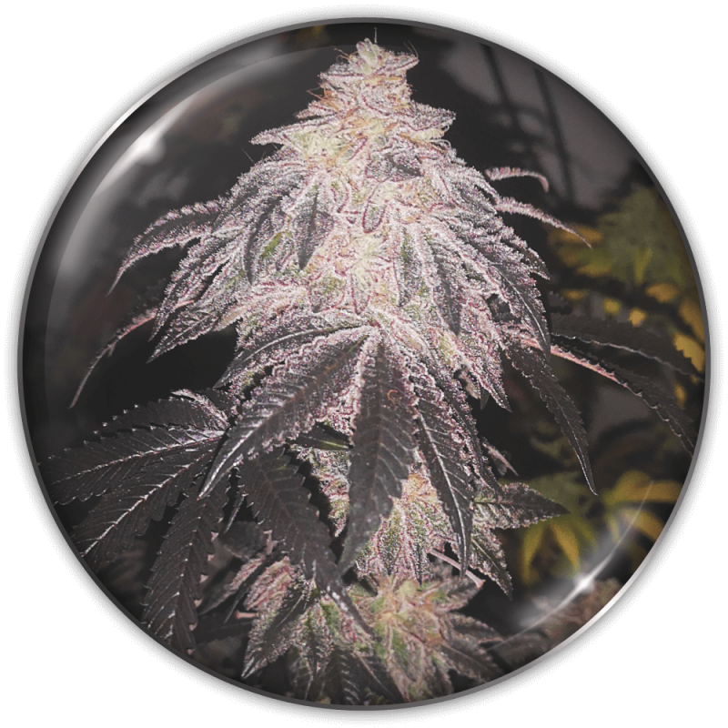 Cookies Sherbet AUTO (Pack 3+2 Gratis) - Medical Seeds