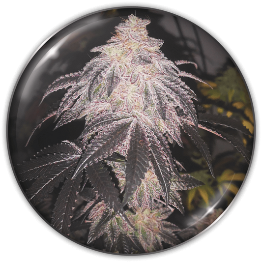 Cookies Sherbet AUTO (Pack 3+2 Gratis) - Medical Seeds