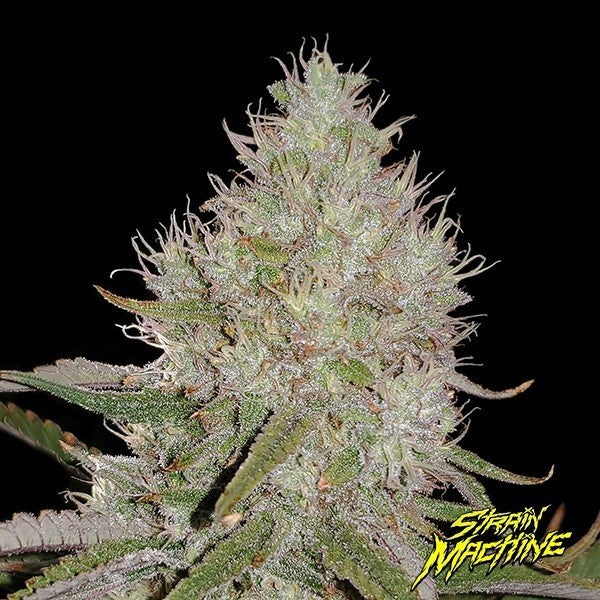 Hawaiian Shark FEM - Strain Machine