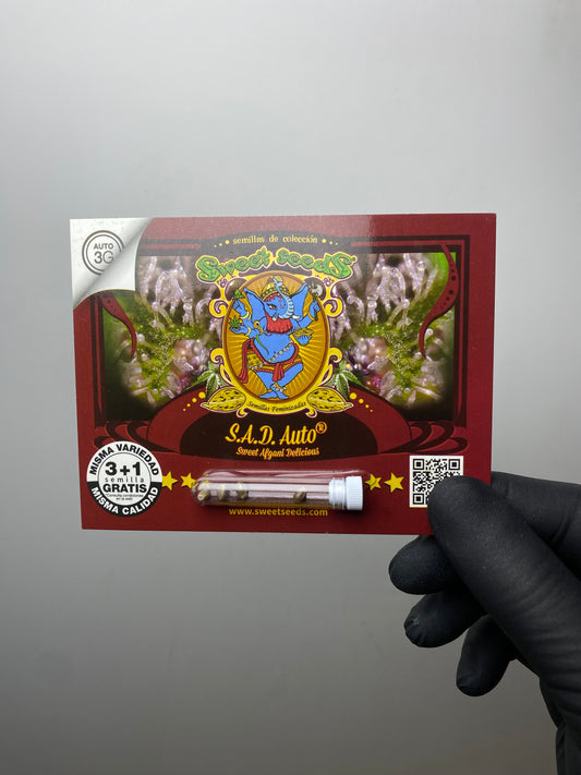 S.A.D Sweet Afgani Delicius AUTO - Sweet Seeds