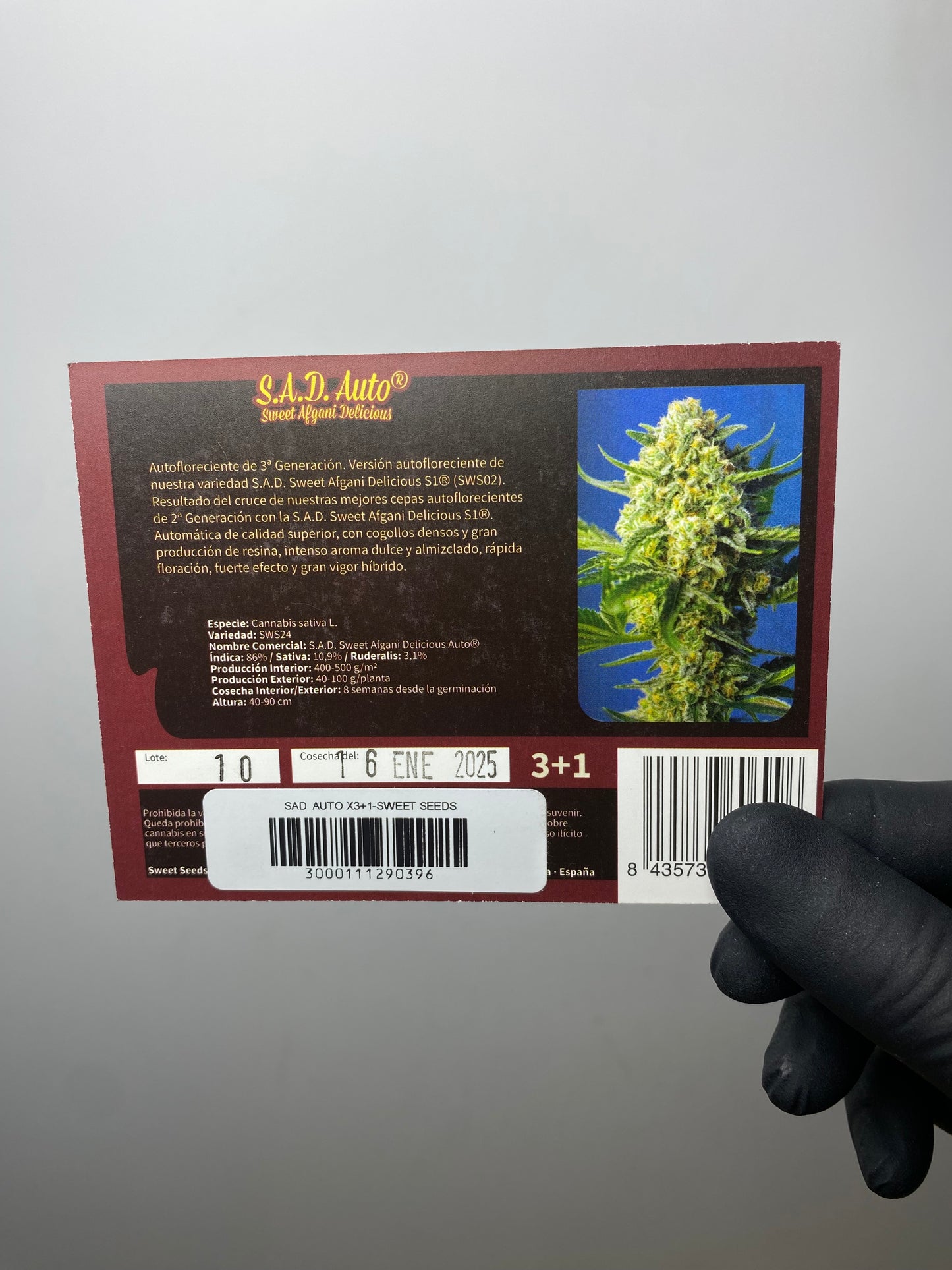 S.A.D Sweet Afgani Delicius AUTO - Sweet Seeds