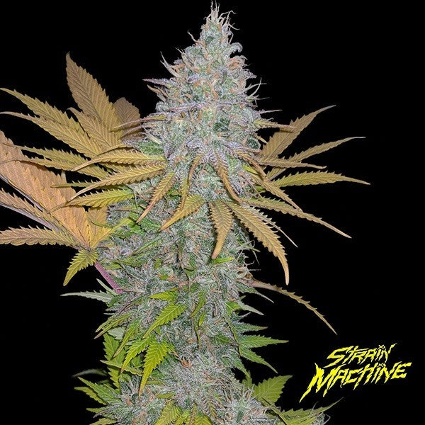 Monster Yeti FEM - Strain Machine