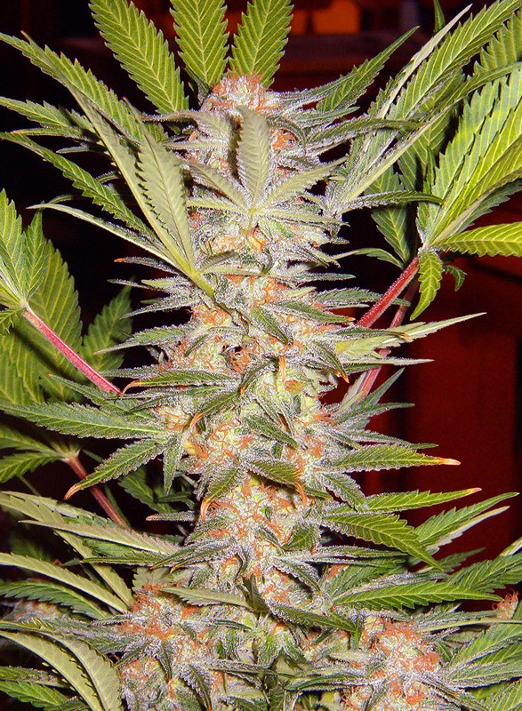 S.A.D Sweet Afgani Delicius AUTO - Sweet Seeds